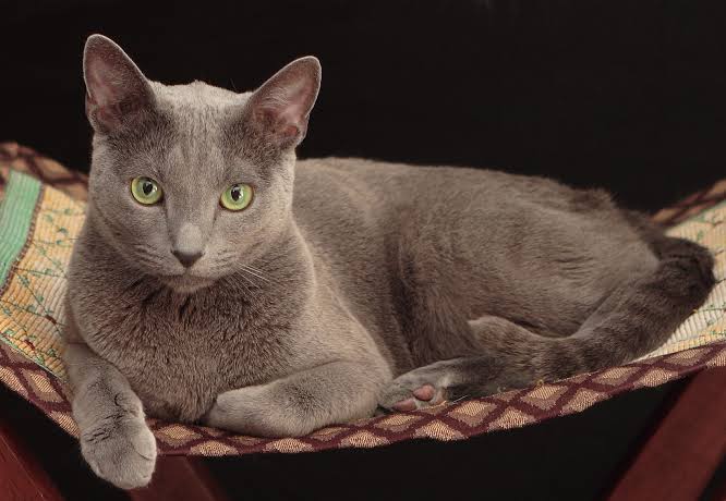 best cat breeds for anxiety