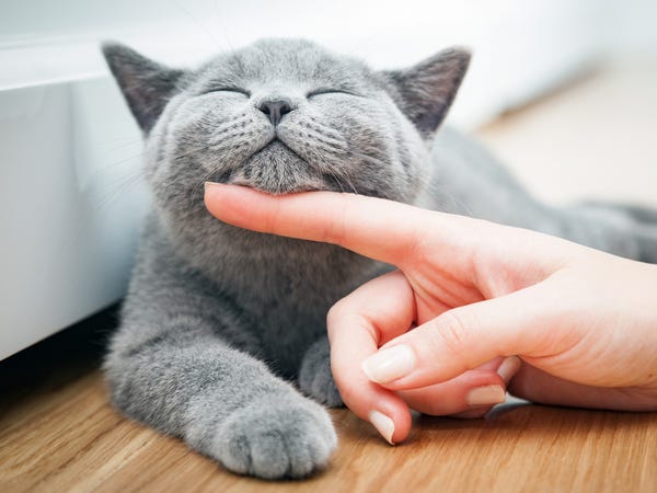 Why Do Cats Purr When You Pet Them 