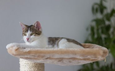 best cat tree for small apartment