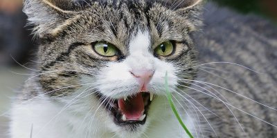 how to calm down an aggressive cat