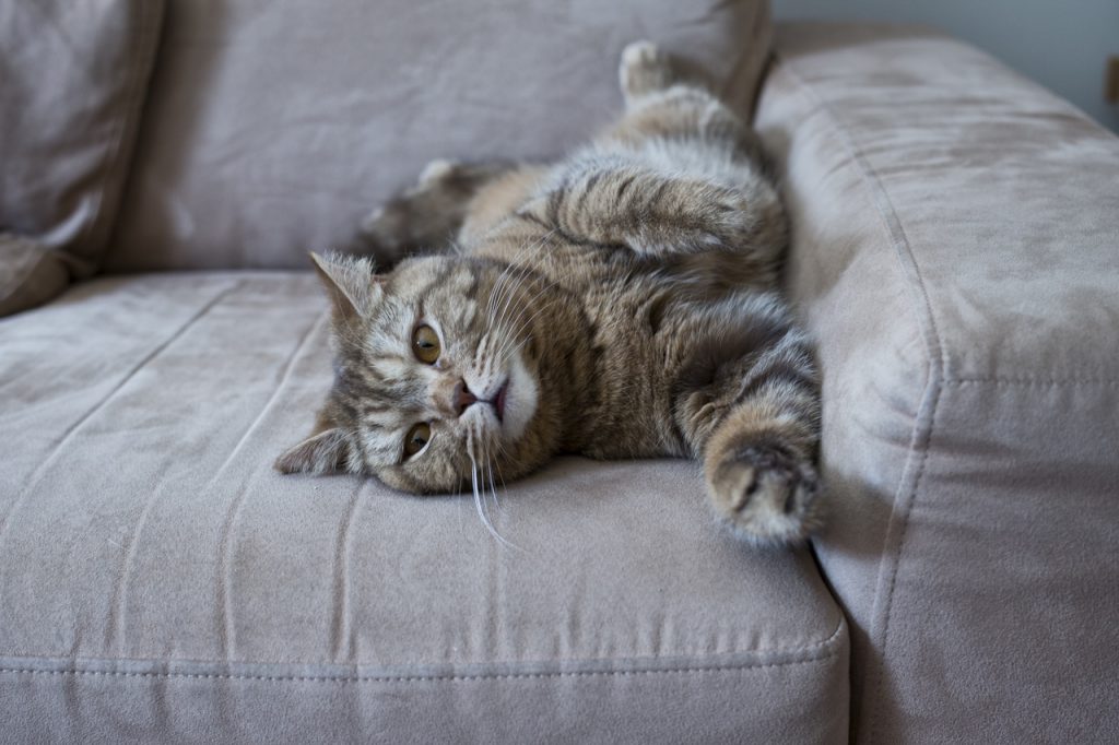 how to clean cat urine from couch