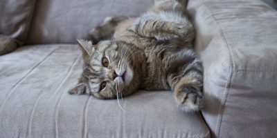 how to clean cat urine from couch