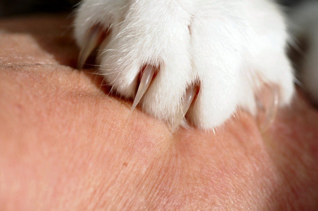 What To Do If Your Cat Scratches You 7 Tips To Stop The Behavior