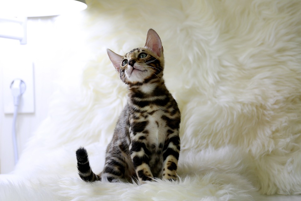 Best Food For Bengal Kittens