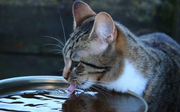 dental water additives for cats