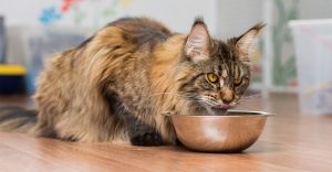 how to take care of a maine coon