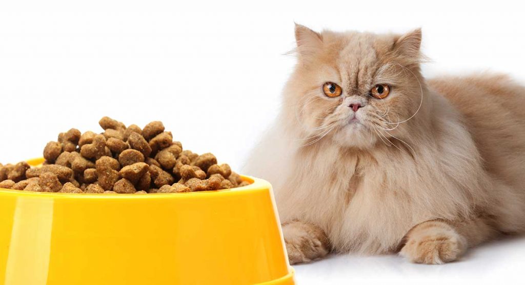food bowls for Persian cats