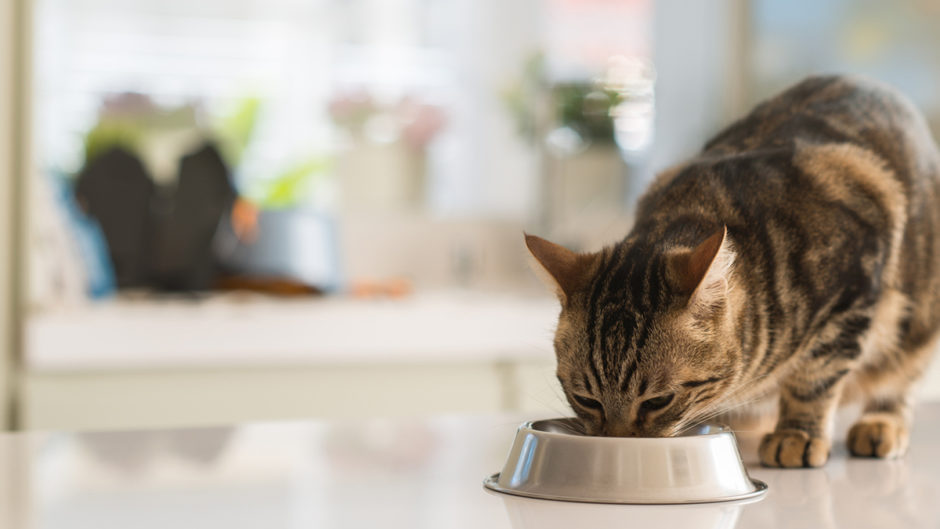 food bowls for cats that eat too fast