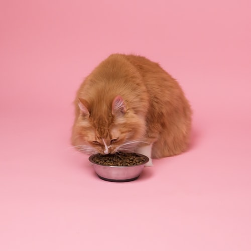 Cat Food Dish For Messy Eaters