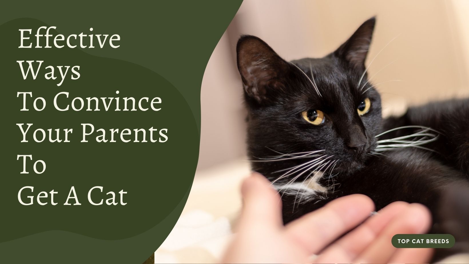 presentation to convince parents for cat