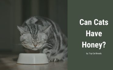 Can Cats Have Honey