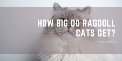 How Big Do Ragdoll Cats Get