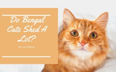 Do Bengal Cats Shed A Lot