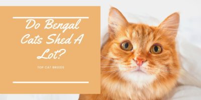 Do Bengal Cats Shed A Lot
