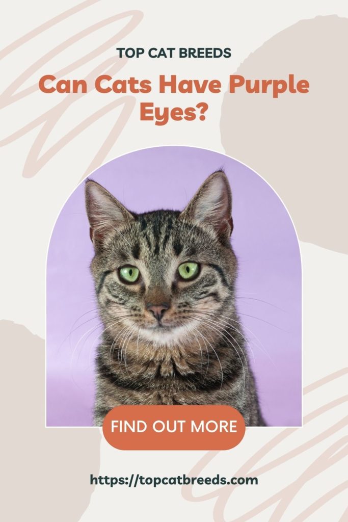 cats-with-purple-eyes