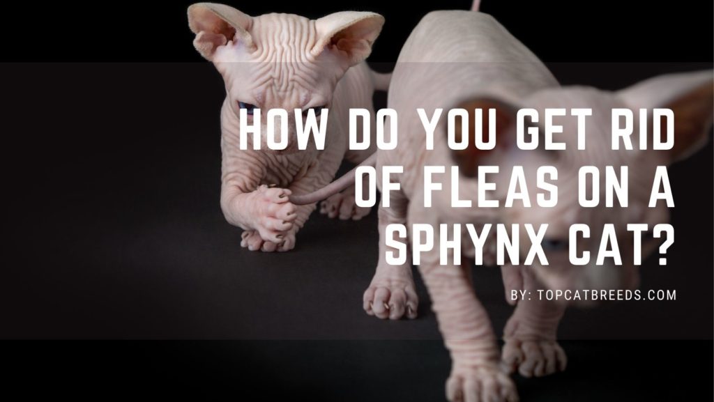 How Do You Get Rid of Fleas on a Sphynx Cat