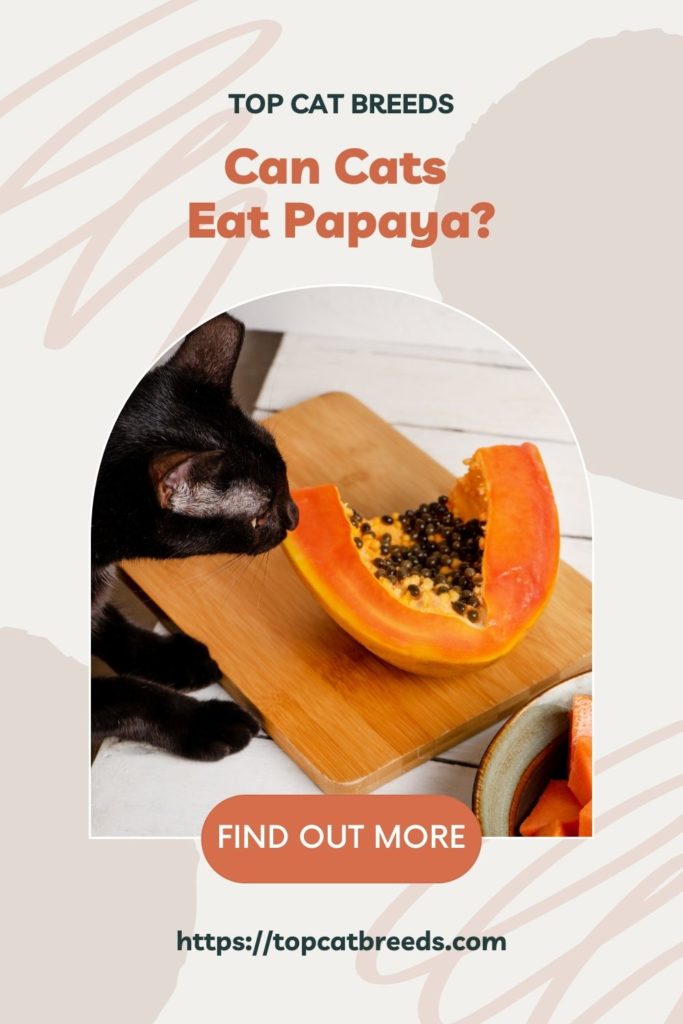 Are Papayas Safe for Cats