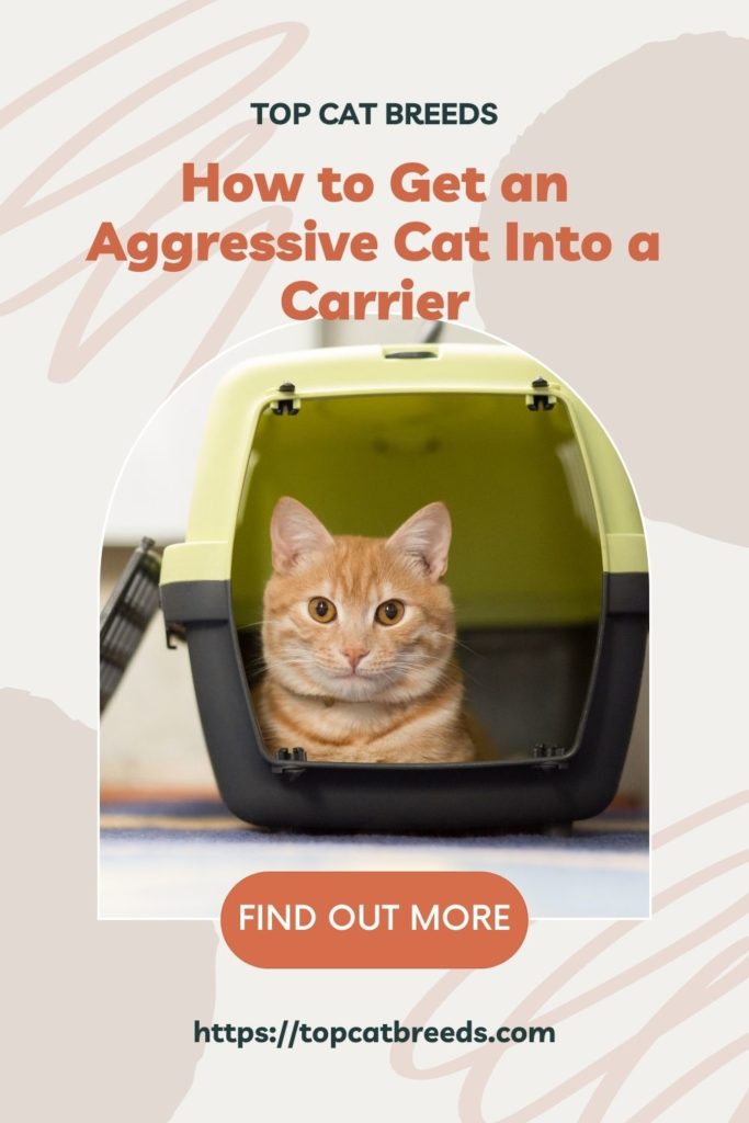 How Long Can My Cat Stay In the Carrier