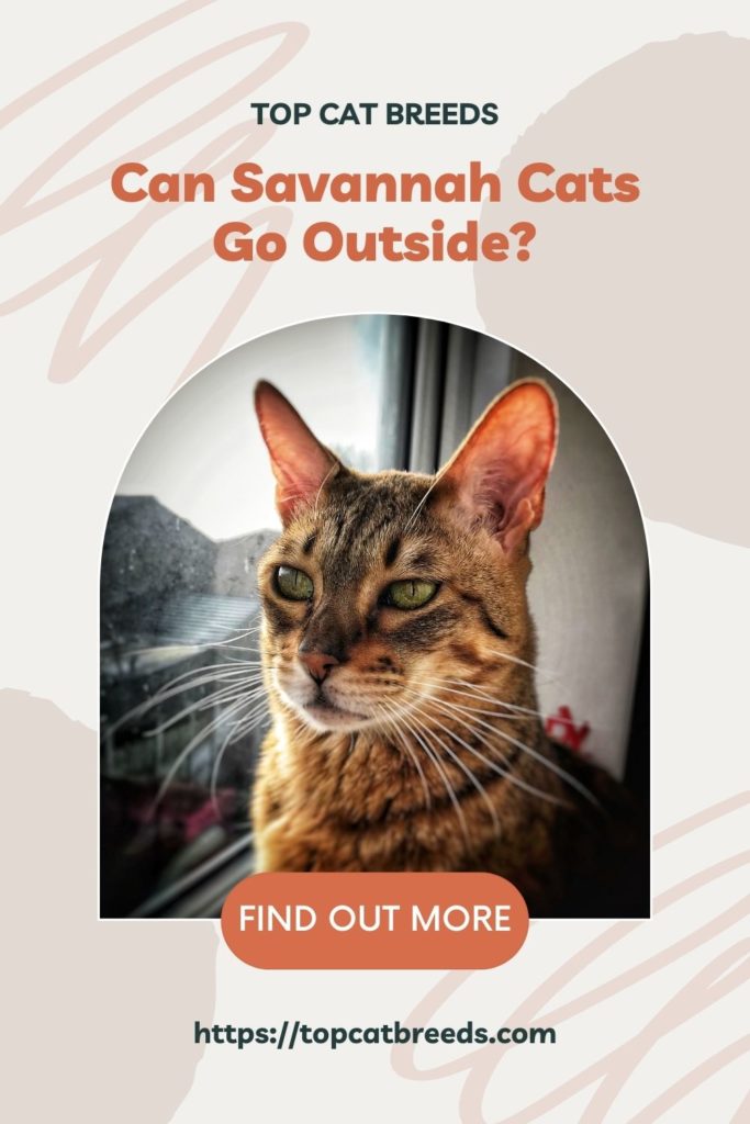 What Are The Risks If You Bring Savannah Cats Out