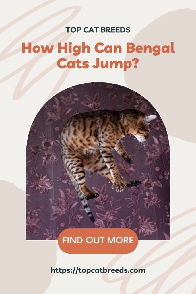 bengal cat jumping