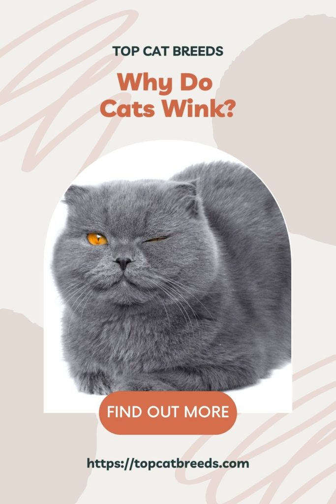 can cats wink