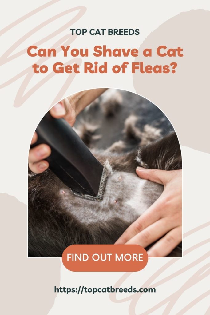 shaving cat for fleas