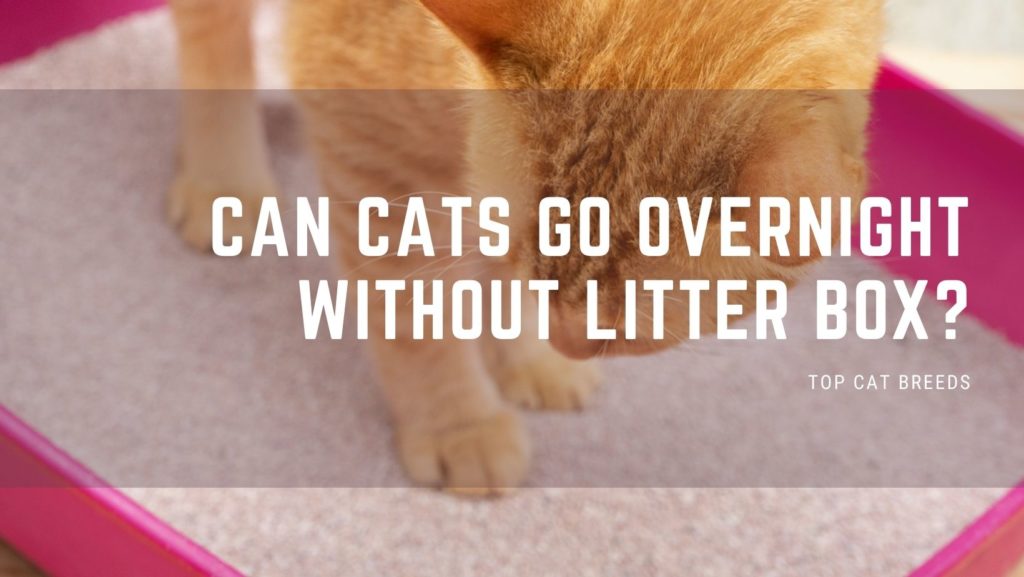 Can Cats Go Overnight Without Litter Box