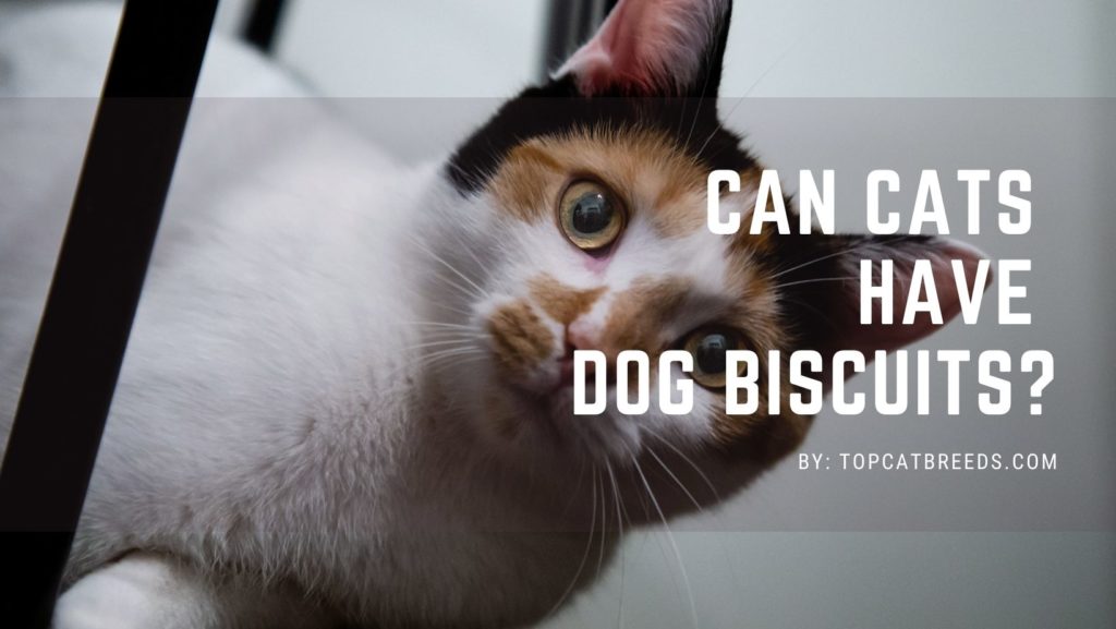 Can Cats Have Dog Biscuits
