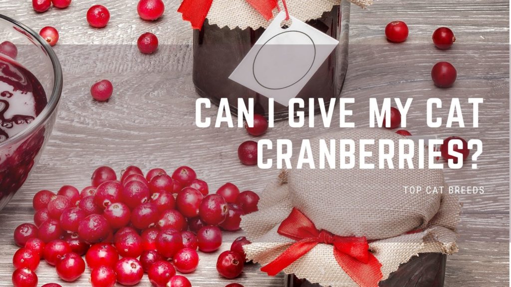 Can I Give My Cat Cranberries