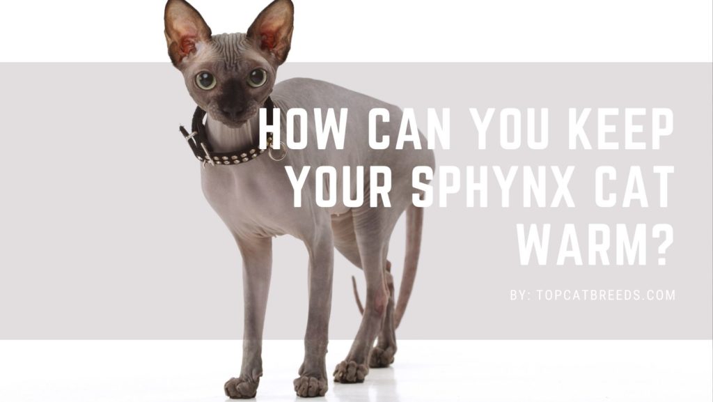 How Can You Keep Your Sphynx Cat Warm