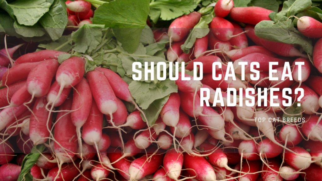 Should Cats Eat Radishes