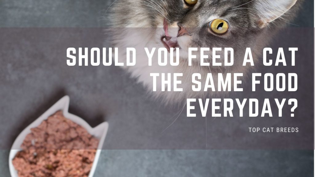 Should You Feed A Cat The Same Food Everyday