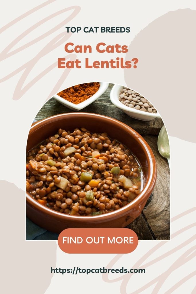 Are Lentils Safe For Cats