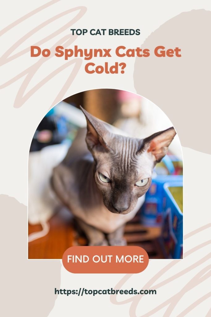 Can Sphynx Cats Live in Cold Weather