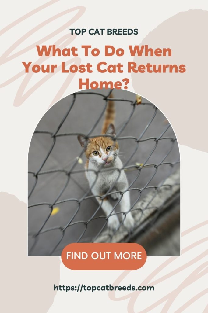 How Will A Cat Behave After Being Lost