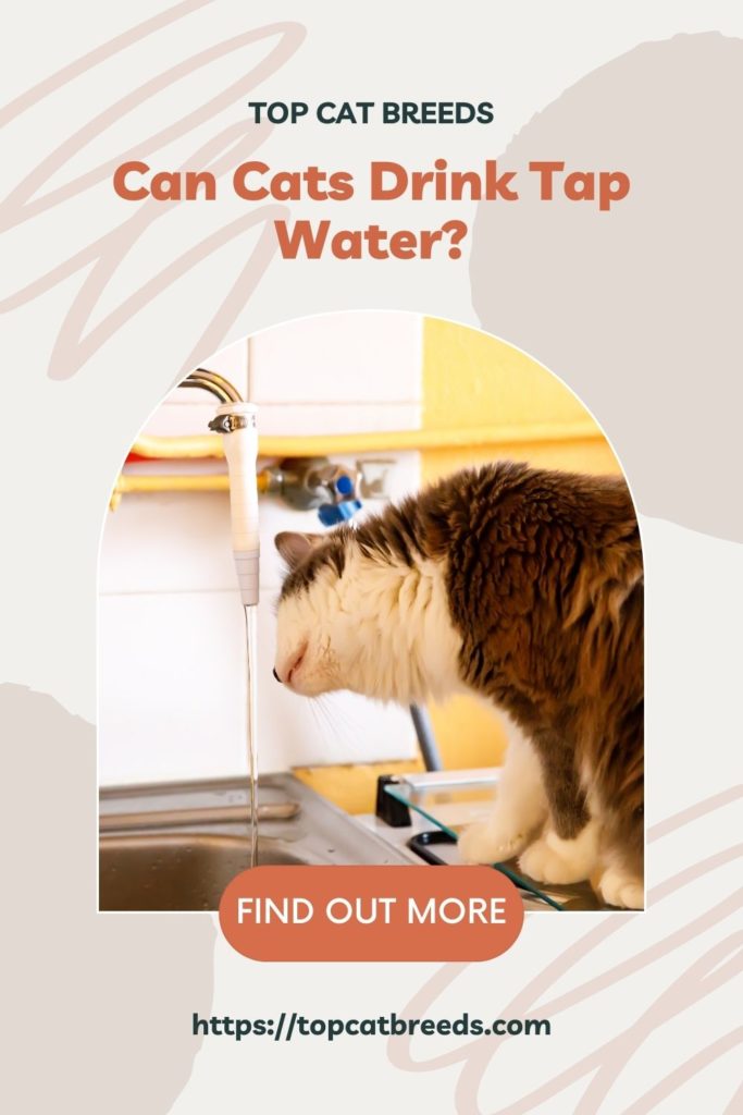 Is it safe for cats to drink from the tap