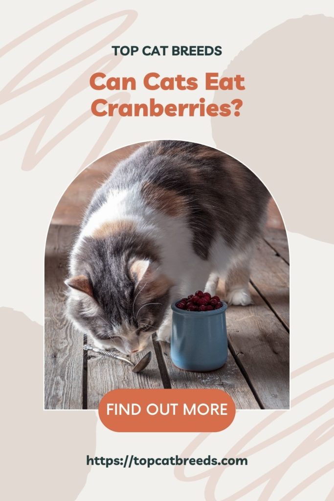 Why Do Some Cats Love To Eat Cranberries 