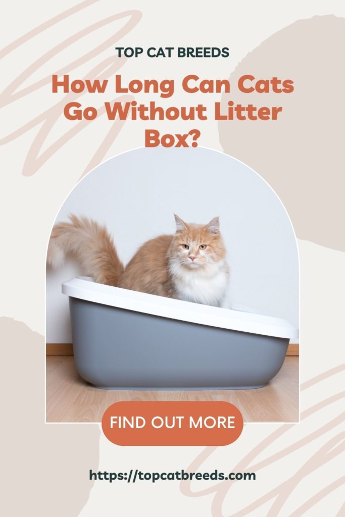 Will Your Cat Still Go to the Bathroom Without a Litter Box