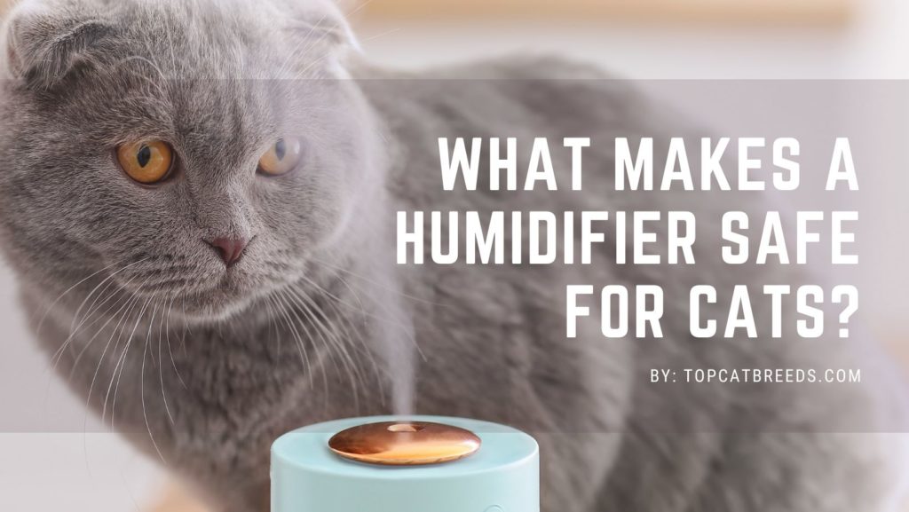 What Makes A Humidifier Safe For Cats
