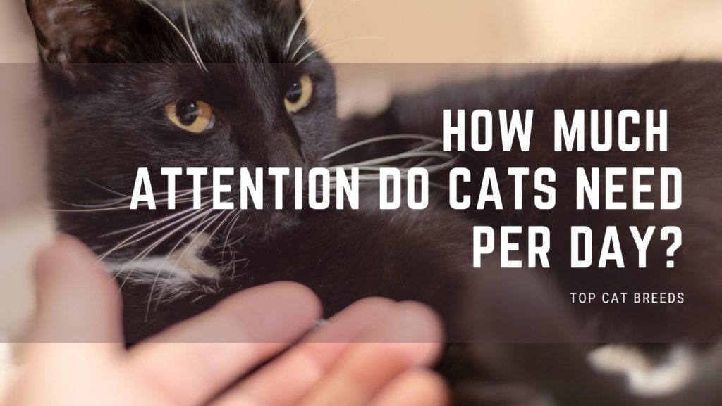 How Much Attention Do Cats Need Per Day