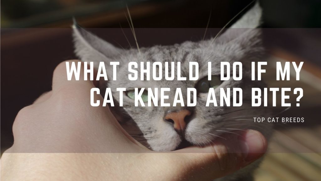  What should I Do if My Cat Knead and Bite