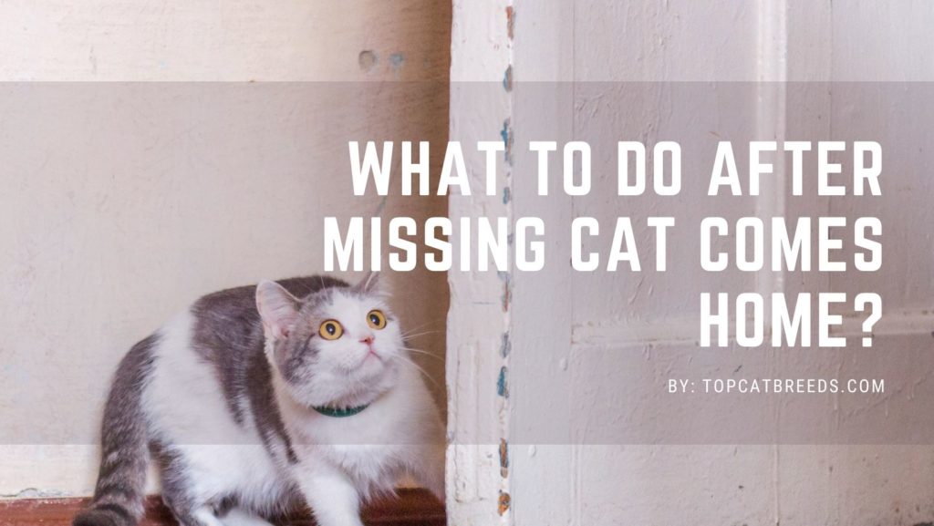What To Do After Missing Cat Comes Home