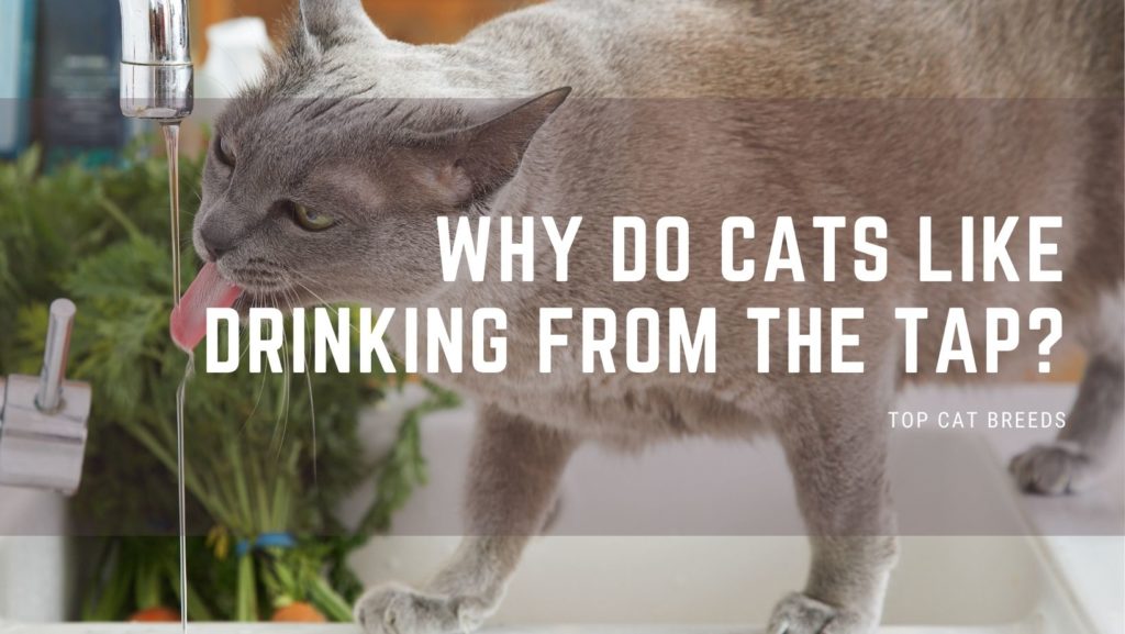 Why Do Cats Like Drinking From the Tap