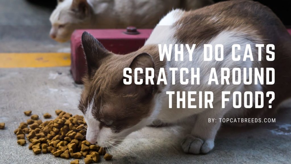Why Do Cats Scratch Around Their Food