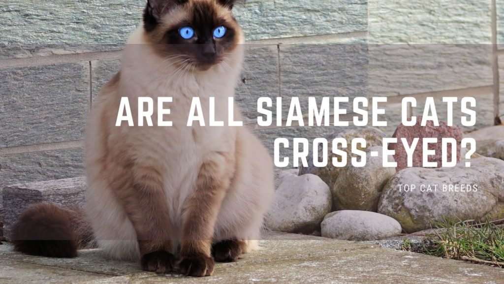 Are All Siamese Cats Cross-Eyed