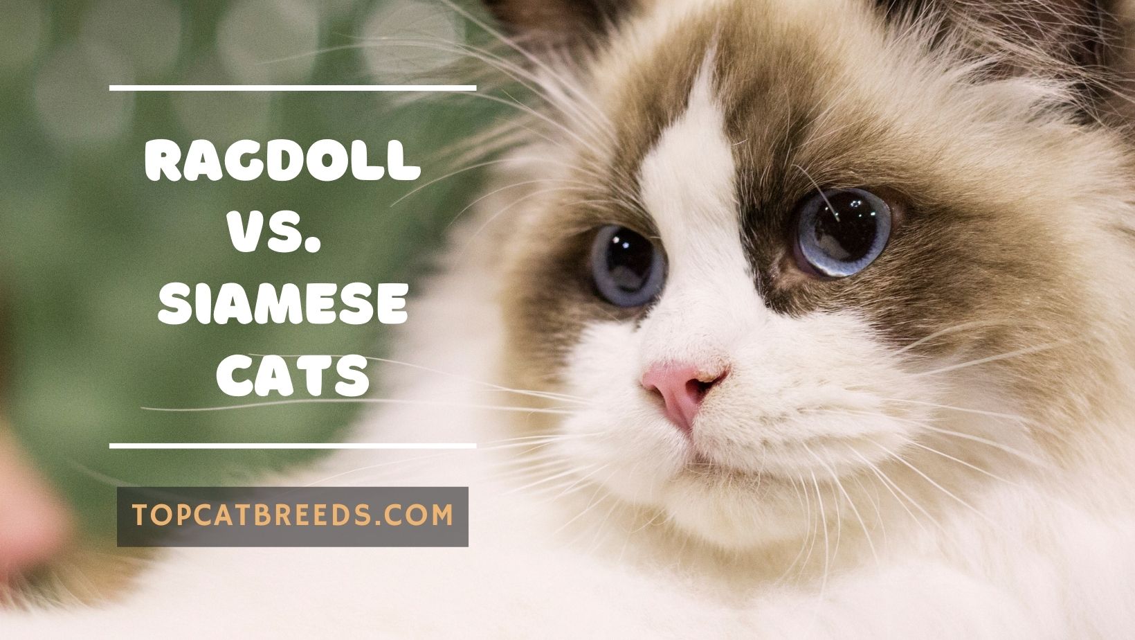 Ragdoll vs. Siamese Cats - Understand Between These 2 Breeds - Top Cat ...
