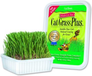Cat-About Cat Grass