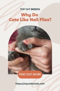 Are Nail Files Safe for Cats