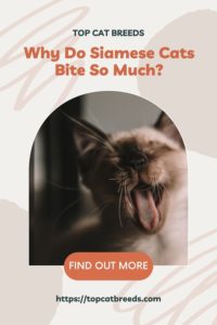 Are Siamese Cats More Aggressive