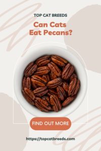 Can Cats Eat Roasted Pecan